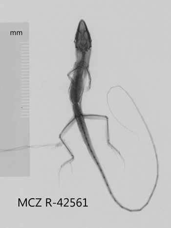 Media type: image;   Herpetology R-42561 Aspect: dorsoventral x-ray